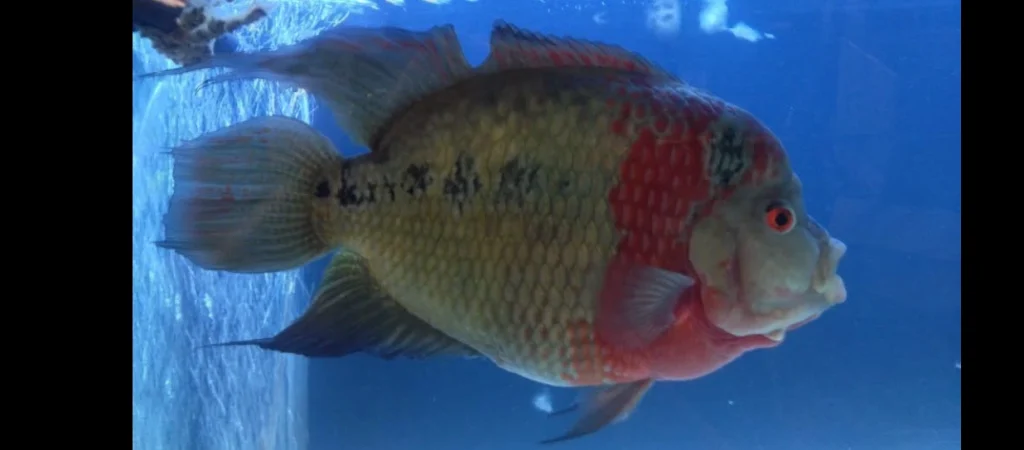LiveFish's First Fish - 20 Years Anniversary