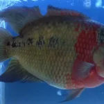 LiveFish's First Fish - 20 Years Anniversary