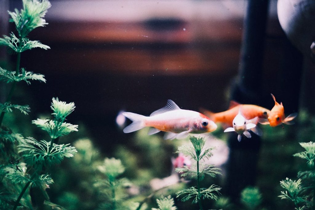 Aquarium Water Quality 101: Testing, Fixing, &amp; Maintaining a Healthy Tank