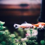 Aquarium Water Quality 101: Testing, Fixing, &amp; Maintaining a Healthy Tank