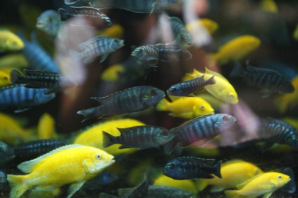 Fish Tank Mates Guide: How to Build a Tank That Actually Works Together