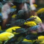 Fish Tank Mates Guide: How to Build a Tank That Actually Works Together