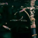 How to Cycle a Fish Tank the Right Way