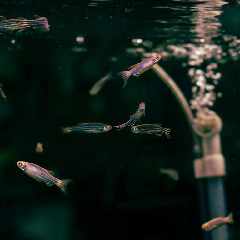 How to Cycle a Fish Tank the Right Way