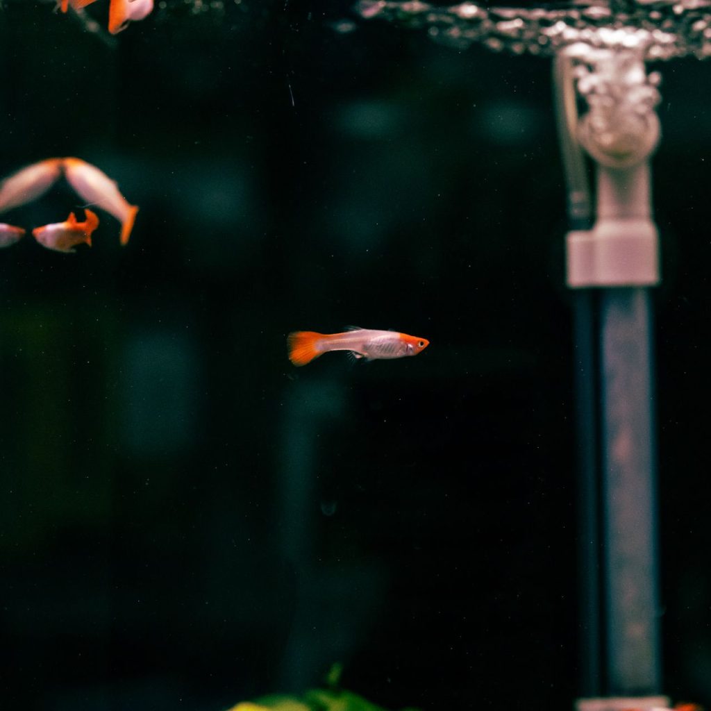 Why Is My Fish Acting Weird? A Practical Diagnosis Guide