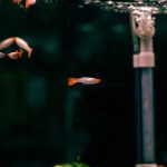 Why Is My Fish Acting Weird? A Practical Diagnosis Guide