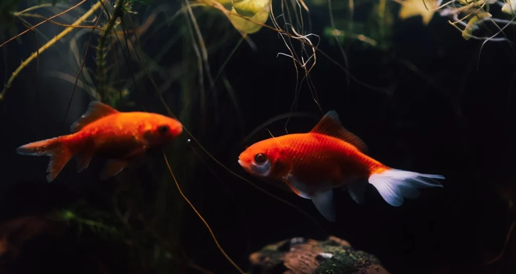 Setting Up the Perfect Goldfish Tank