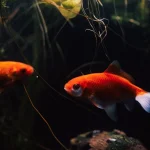 Setting Up the Perfect Goldfish Tank