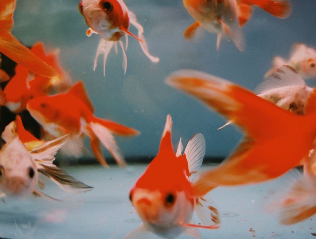 What Fish Are Legal in Australia? Aquarium Biosecurity &amp; State Rules Explained
