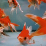What Fish Are Legal in Australia? Aquarium Biosecurity &amp; State Rules Explained