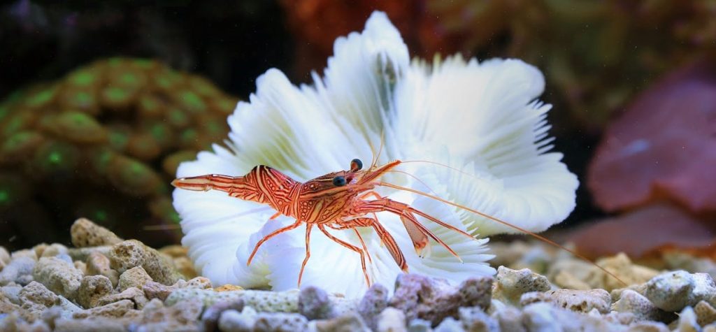 Freshwater Shrimp &amp; Yabbies: The Complete Australian Keeper's Guide