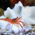 Freshwater Shrimp &amp; Yabbies: The Complete Australian Keeper's Guide
