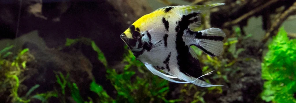 Friends from Heaven: Setting Up the Perfect Angelfish Tank