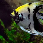 Friends from Heaven: Setting Up the Perfect Angelfish Tank