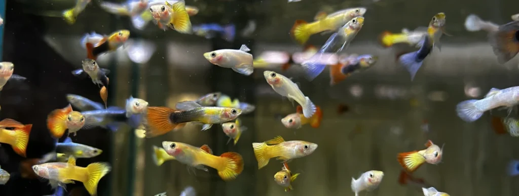 The Ultimate Beginner's Guide to a Guppy Tank