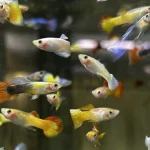 The Ultimate Beginner's Guide to a Guppy Tank