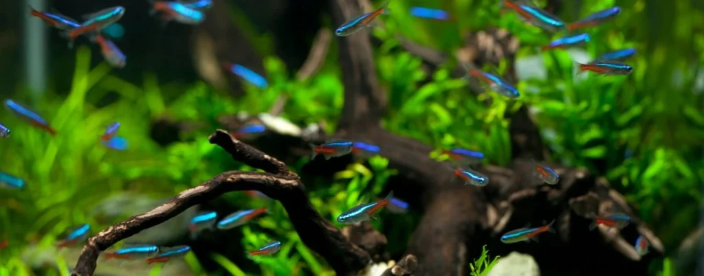 School’s In: Setting Up the Perfect Tetra Tank