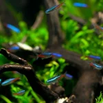 School’s In: Setting Up the Perfect Tetra Tank